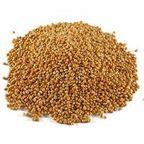 Sorghum