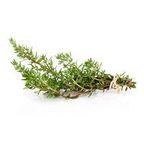 Thyme