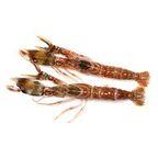 Fresh Spiny Lobster