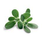 Purslane