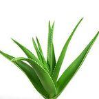 Fresh Aloe Vera