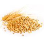 Whole Wheat Bran