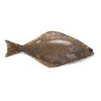 Halibut
