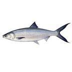 Frozen Milkfish