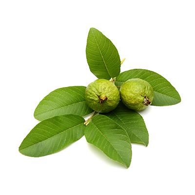 Guava Leaves Powder