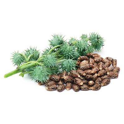 Castor Bean