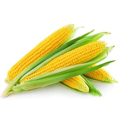 Yellow corn for animals