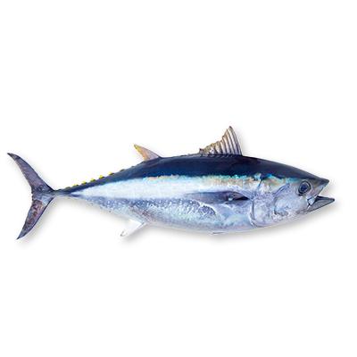 Bluefin Tuna