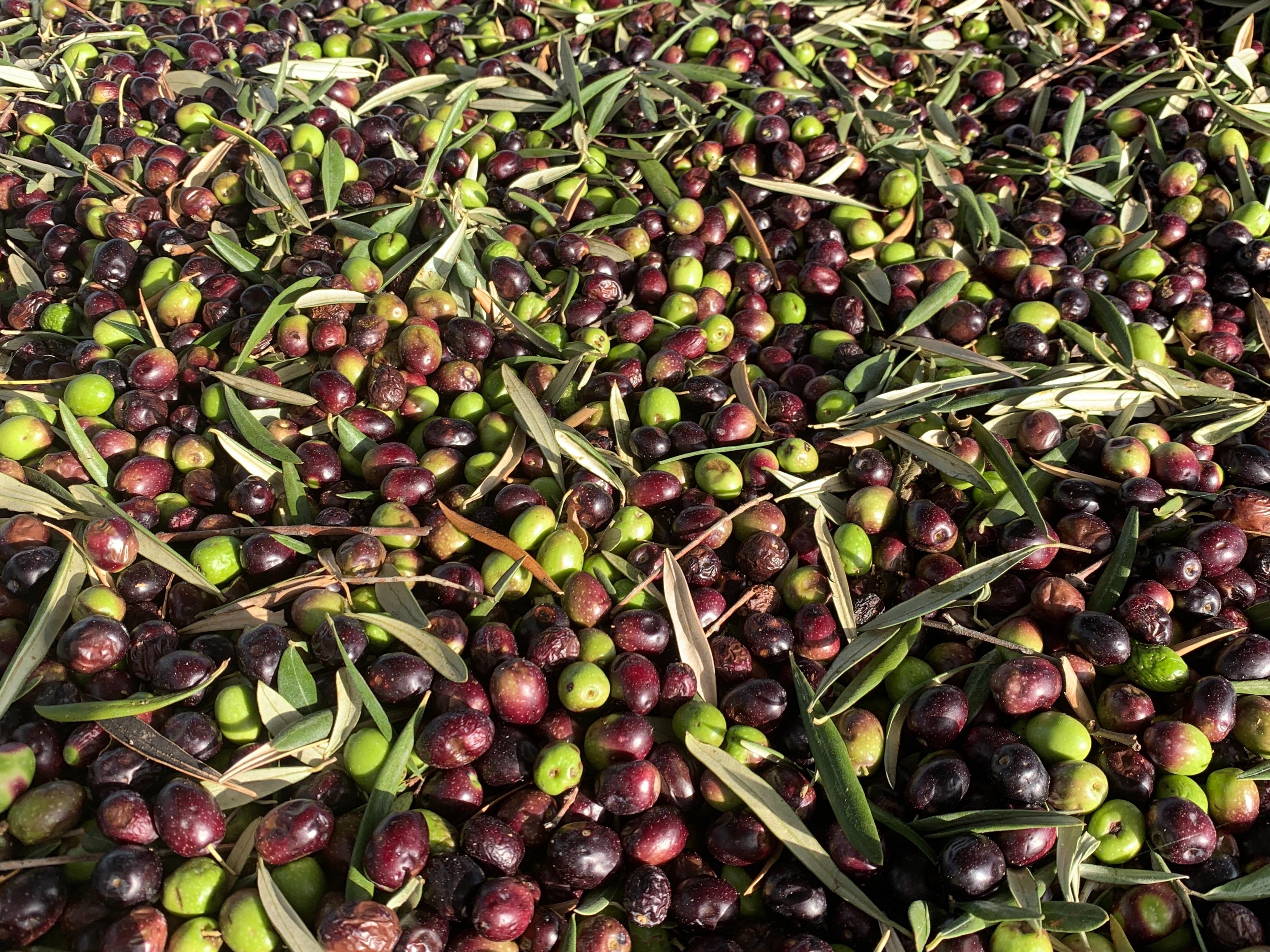 W22 2024: Olive Oil Weekly Update