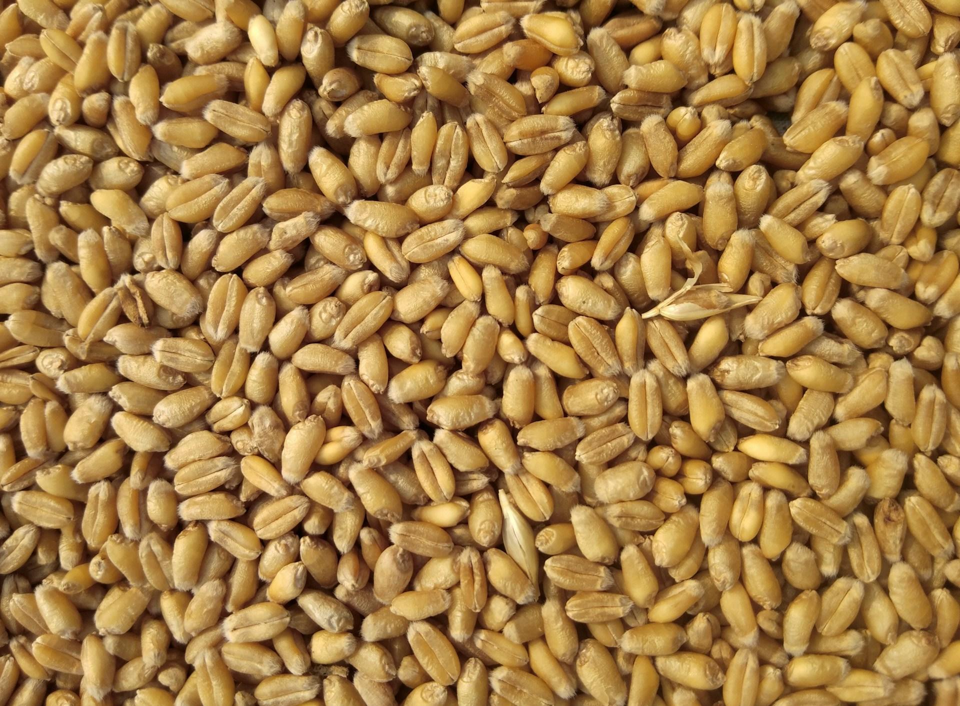 W10 2026: Wheat