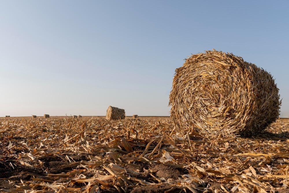 Current Market Trends of Alfalfa Hay and Price Trend in 2024