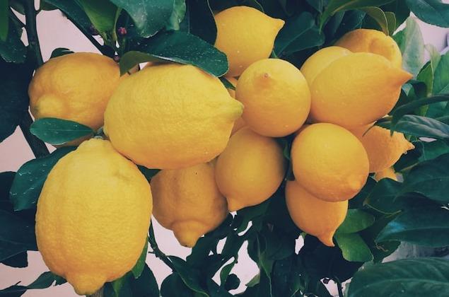 Optimism Abounds: Argentinian Lemon Traders Anticipate a Promising Upcoming Season