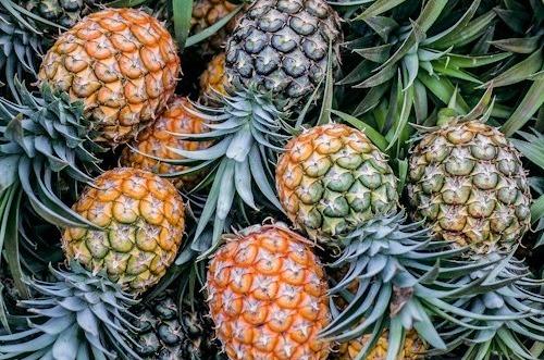 W11 Pineapple Update: Honey Queen Pineapple Variety Boosts Farmers' Livelihoods in Bangladesh, and La Niña Threatens Costa Rica's Pineapple Industry with Cooler Temperatures and Heavy Rainfall