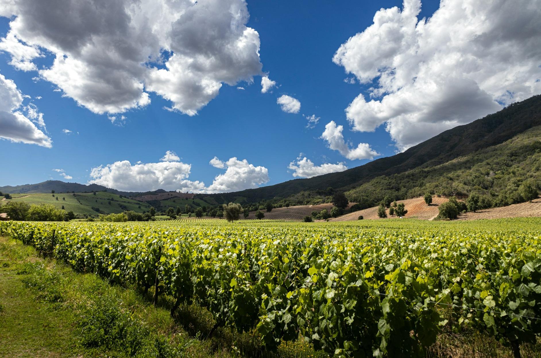 Low Rainfall and High Temperatures Set to Hamper Chile’s Wine Harvest for the 2023/24 Season