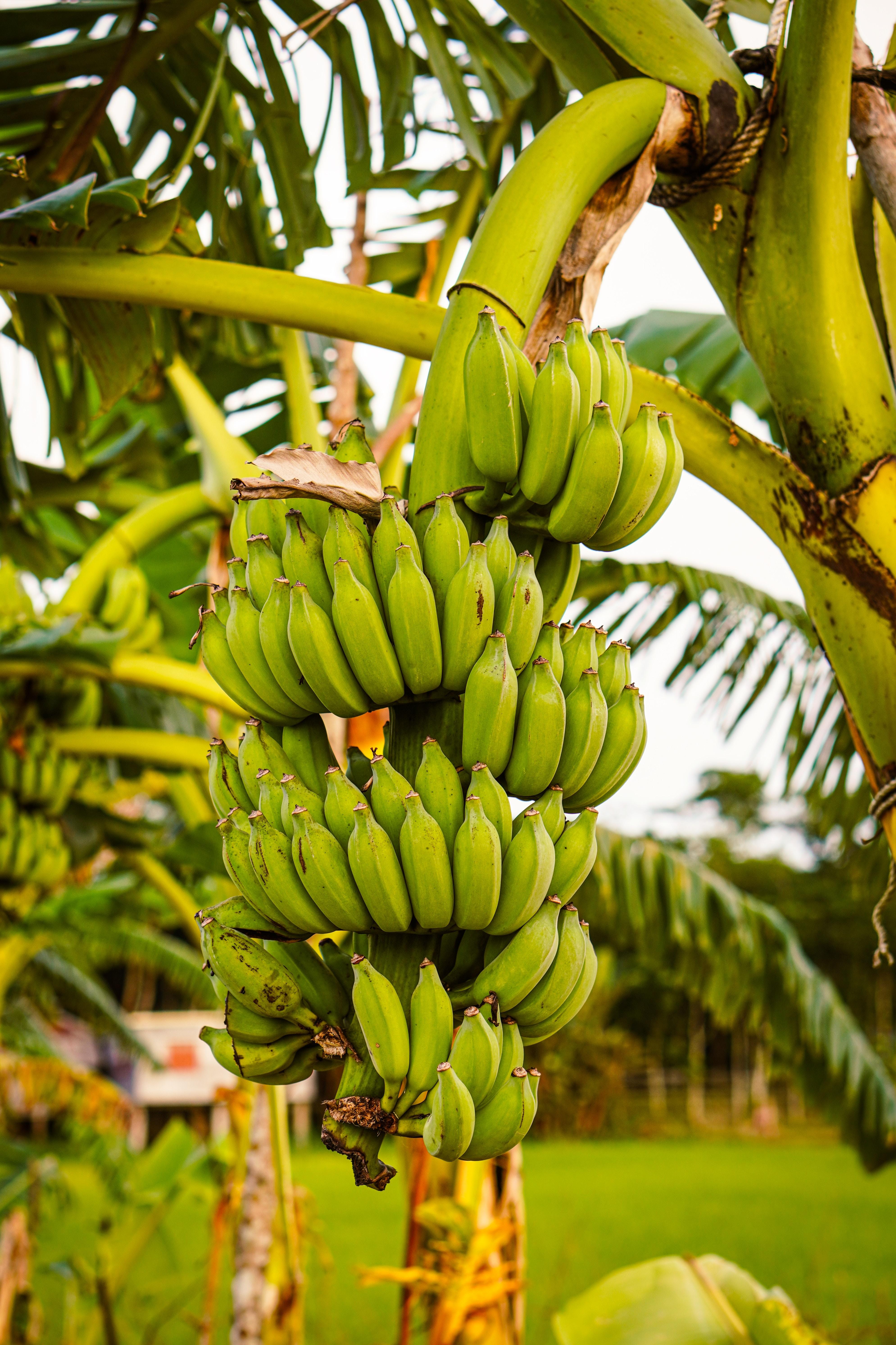 2021 Philippine Banana Report