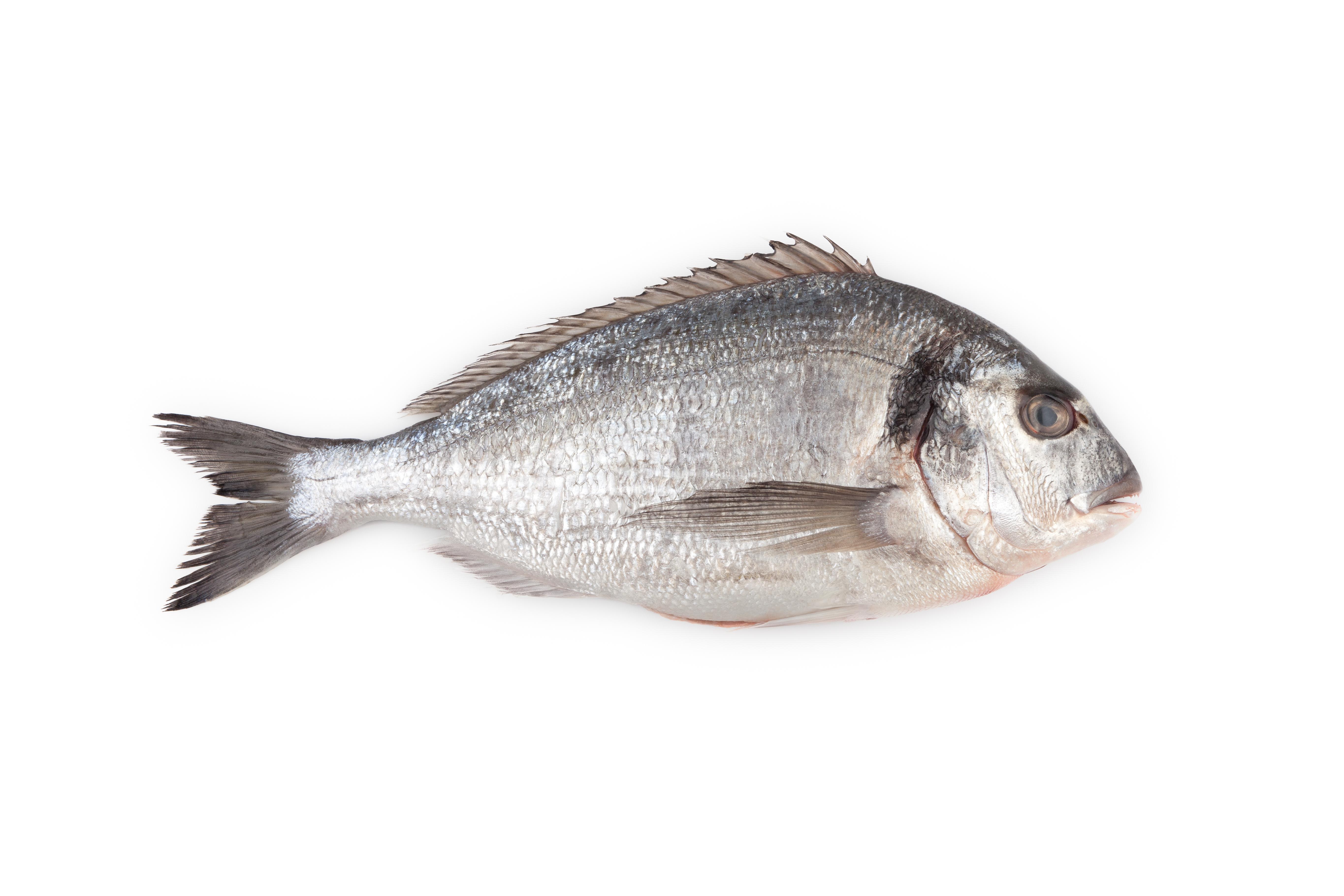 Italian Sea Bream: Characteristics and Market Prices