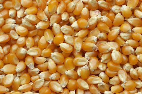 W15 2025: Maize Weekly Update