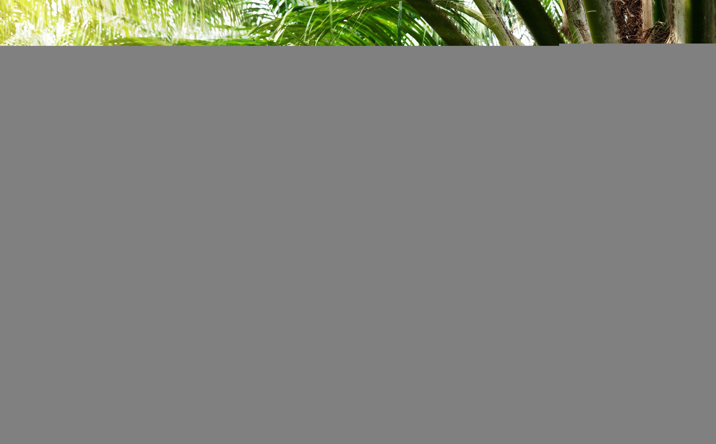 What is the price of palm oil per kilogram/pound in Cameroon today?