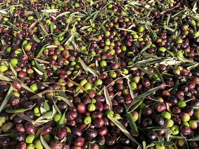 W13 Olive and Olive Oil Update: Challenges Amid Drought in Catalonia, Booming Production in Portugal