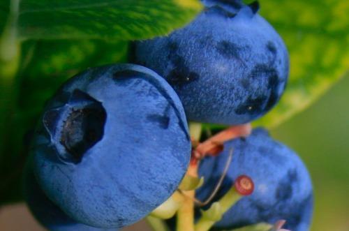 Rapid Growth of Blueberry Production in Turkey on High Profitability and Trade Potential