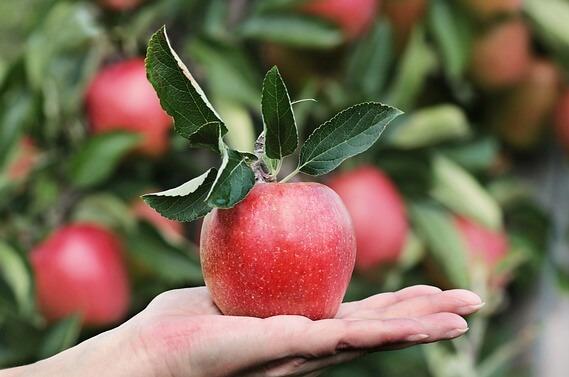 Asian Markets Drive Recovery in New Zealand's Fresh Apple Exports