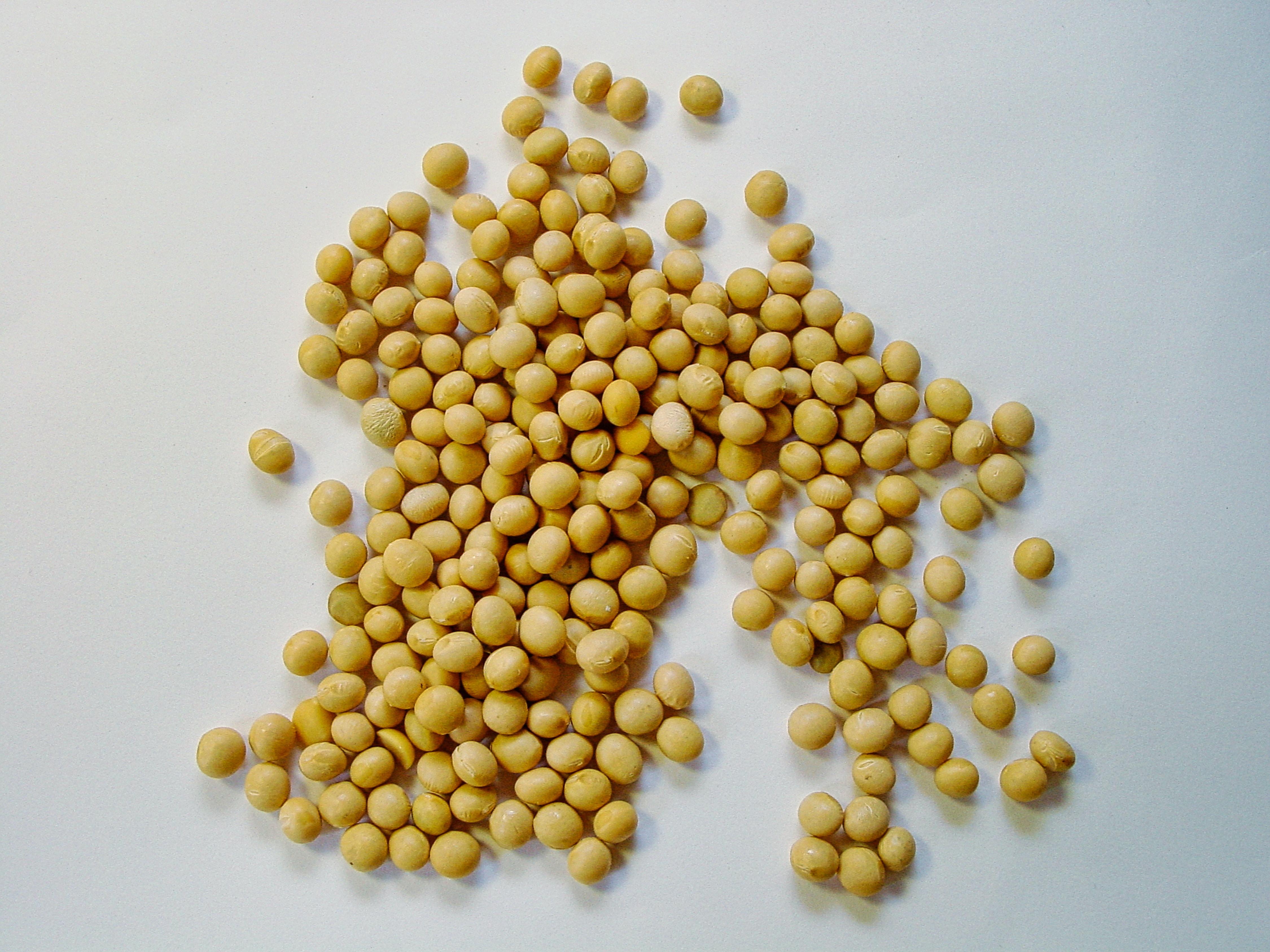 W36 2024: Soybean Oil Weekly Update