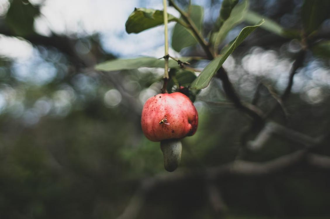 Advancements in West Africa's Cashew Industry: Towards Enhanced Production and Sustainability