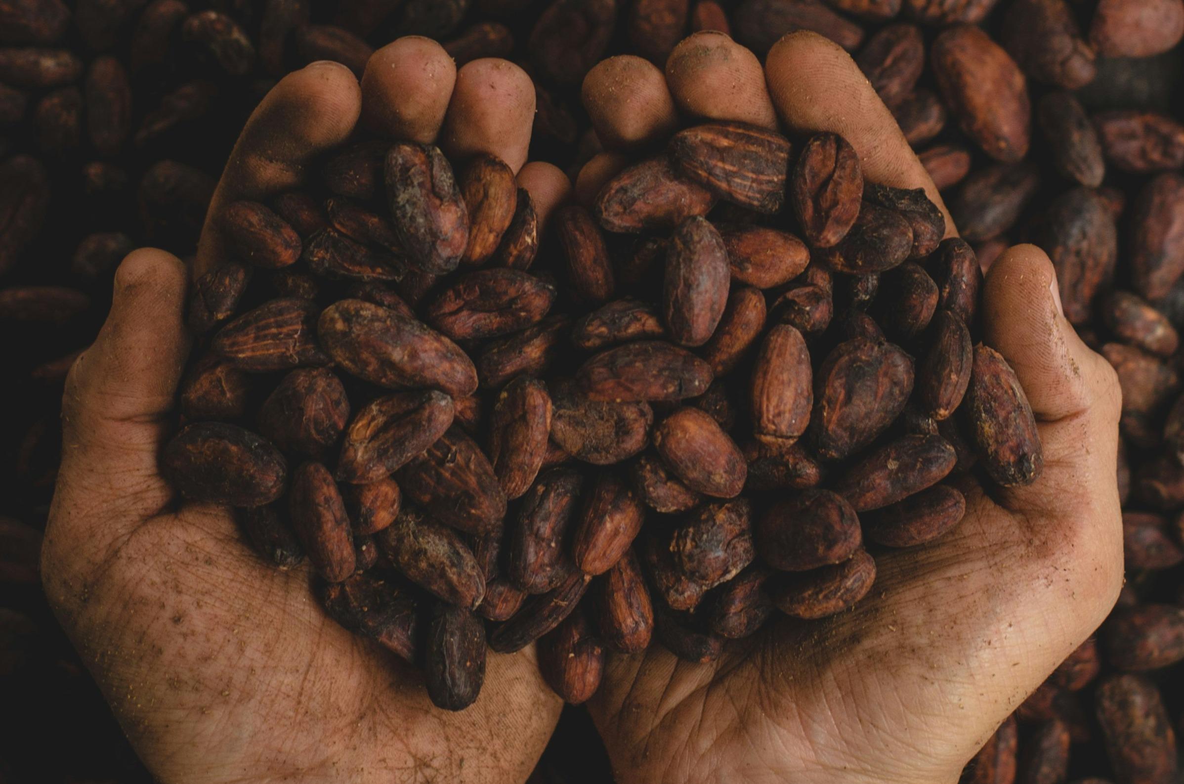 Advancing Sustainability and Equity: Insights from the World Cocoa Conference