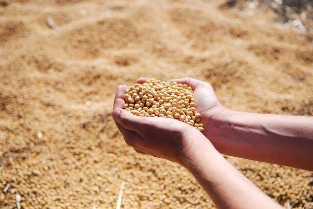 Increased Brazilian Supply Set to Elevate China's Soybean Imports