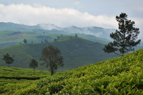 Global Tea Consumption Rises by 3.3% Annually, Driven by Health-Conscious Preferences