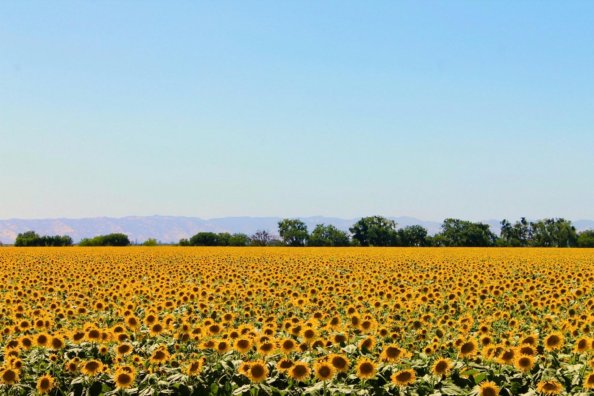 August 2025 Outlook Report: Oils