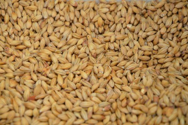 W10 Malt Update: Ethiopia's New Malt Plants Boost Local Barley Production, Challenges Faced by US Beer Industry, Global Beer Market Shifts to Emerging Economies