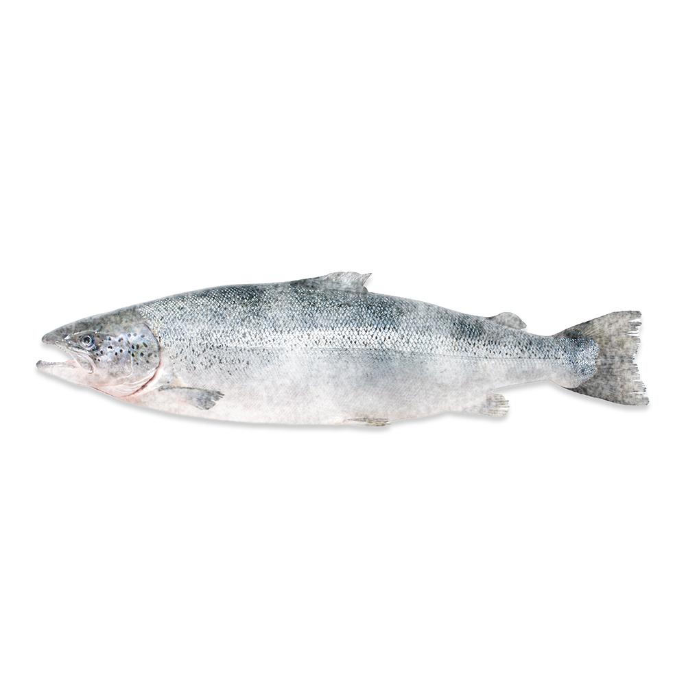 Norway's Salmon Market Holds Steady in W29 with Minor Price Increase