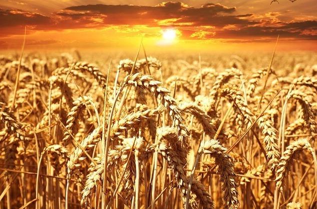 Focusing on Russian Wheat: Expected Lower Yield and Implication on Global Prices