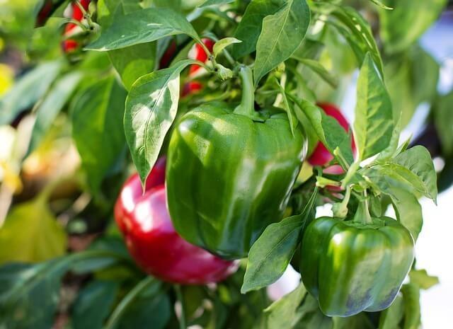 High Demand for Green Peppers in Spain's Murcia Region Leads to Early Harvest