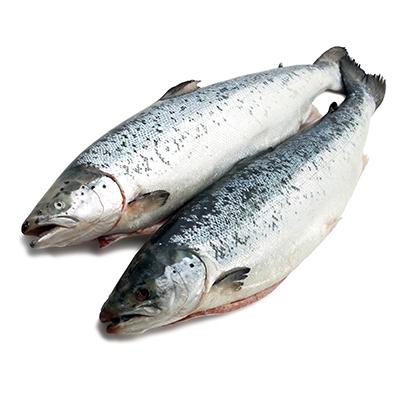 Chilean Salmon Pioneers Lead the Way With Fresh Coho Salmon Entry Into China