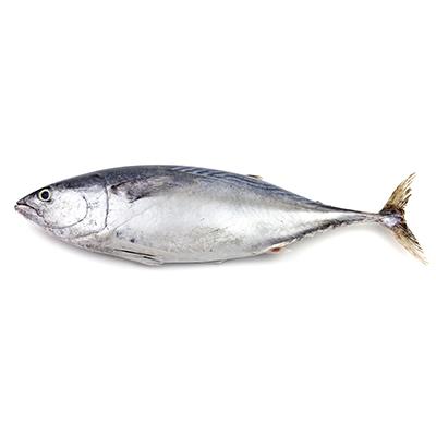 Indian Tuna Exporters Increase Skipjack Supply in W47 Amid Improved Landings