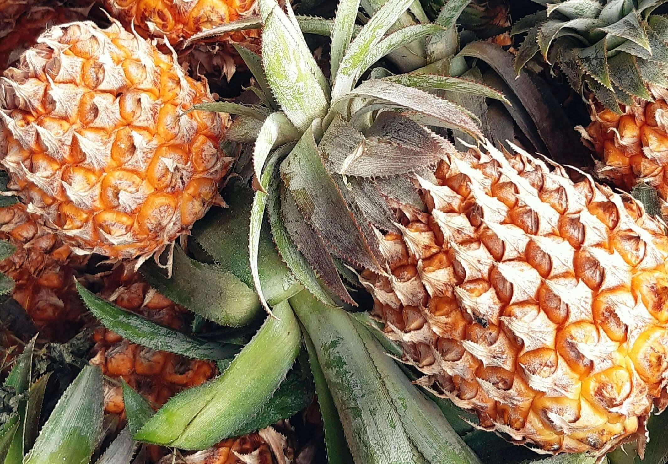 Global Pineapple Trade Dynamics: New Zealand and Sri Lanka Make Strides in Market Access