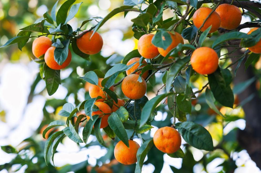 Europe's Citrus Market Overview and Trends for the 2024 Season