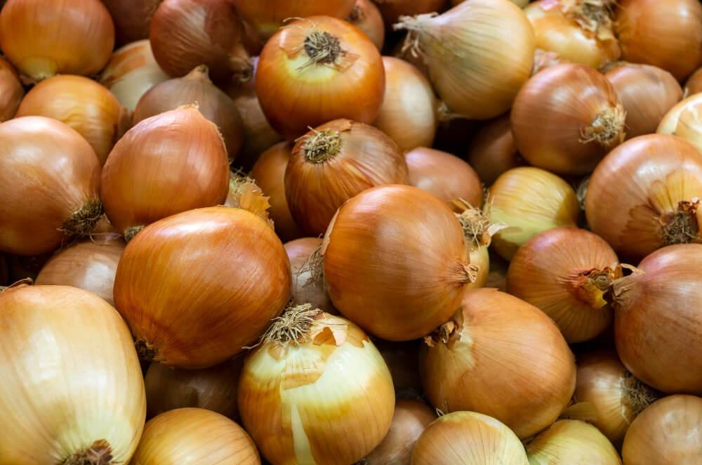 New Zealand's Free Trade Agreement with the EU May Further Boost Onion Trade