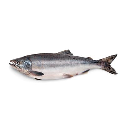 Alaska Salmon Sizes Increase While Harvest Remains Below 2023 Levels