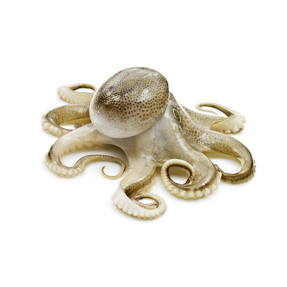 Indonesian Octopus Prices Hold Steady in W48 Amidst European Market Challenges