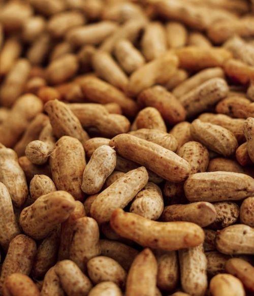 W14 Peanut Update: USDA Participates in Trade Mission to South Korea, Prices Soar in Myanmar, and Peanut Recalls In New Zealand