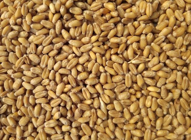 W32 2025: Wheat Weekly Update