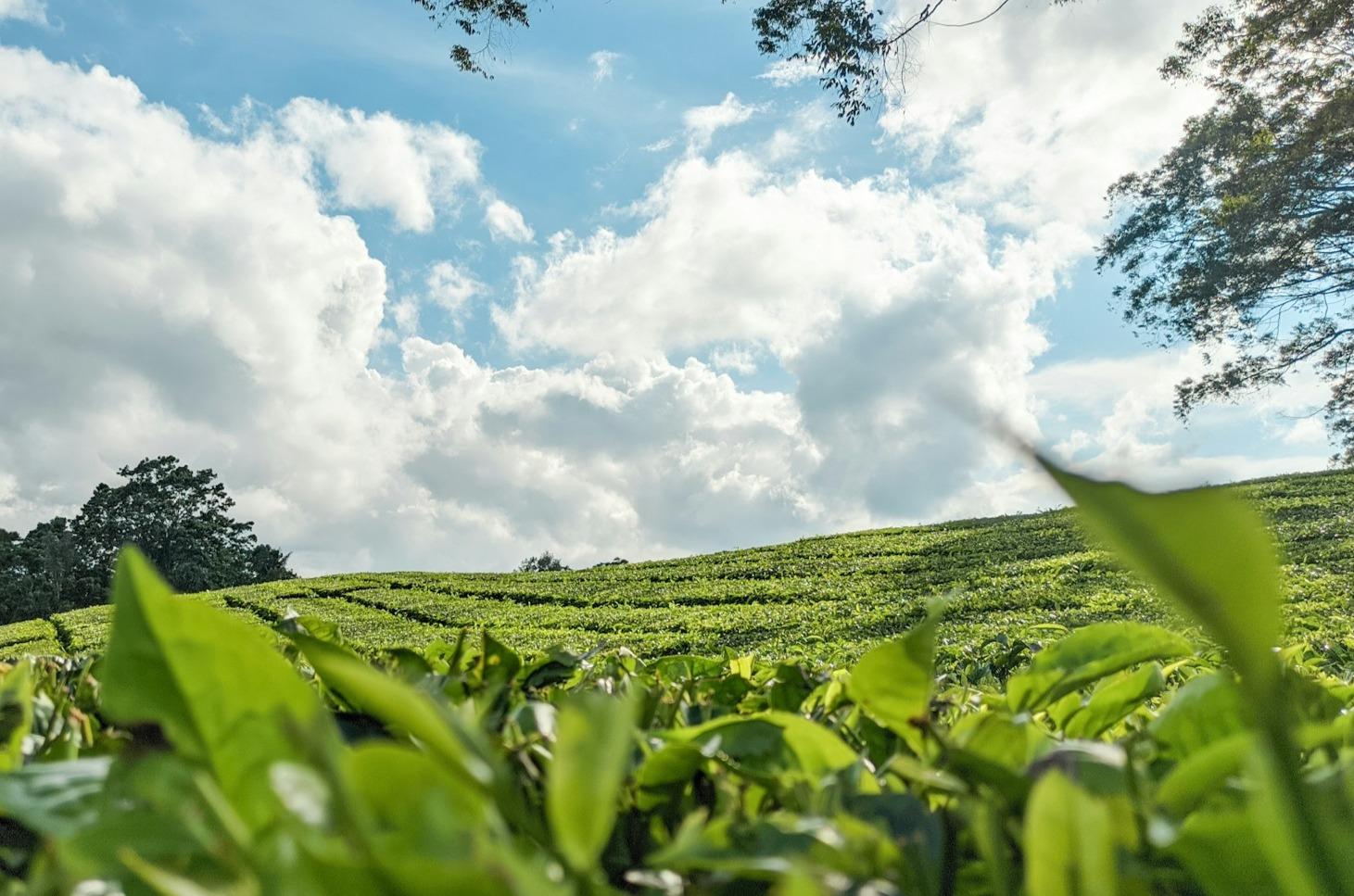 Prominence, Trends, and Potential for Growth of Indonesia's Tea Industry