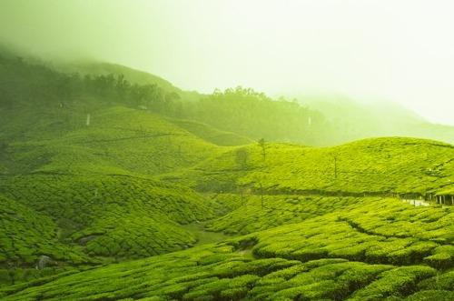 Global Tea Production Overview 2022-2032