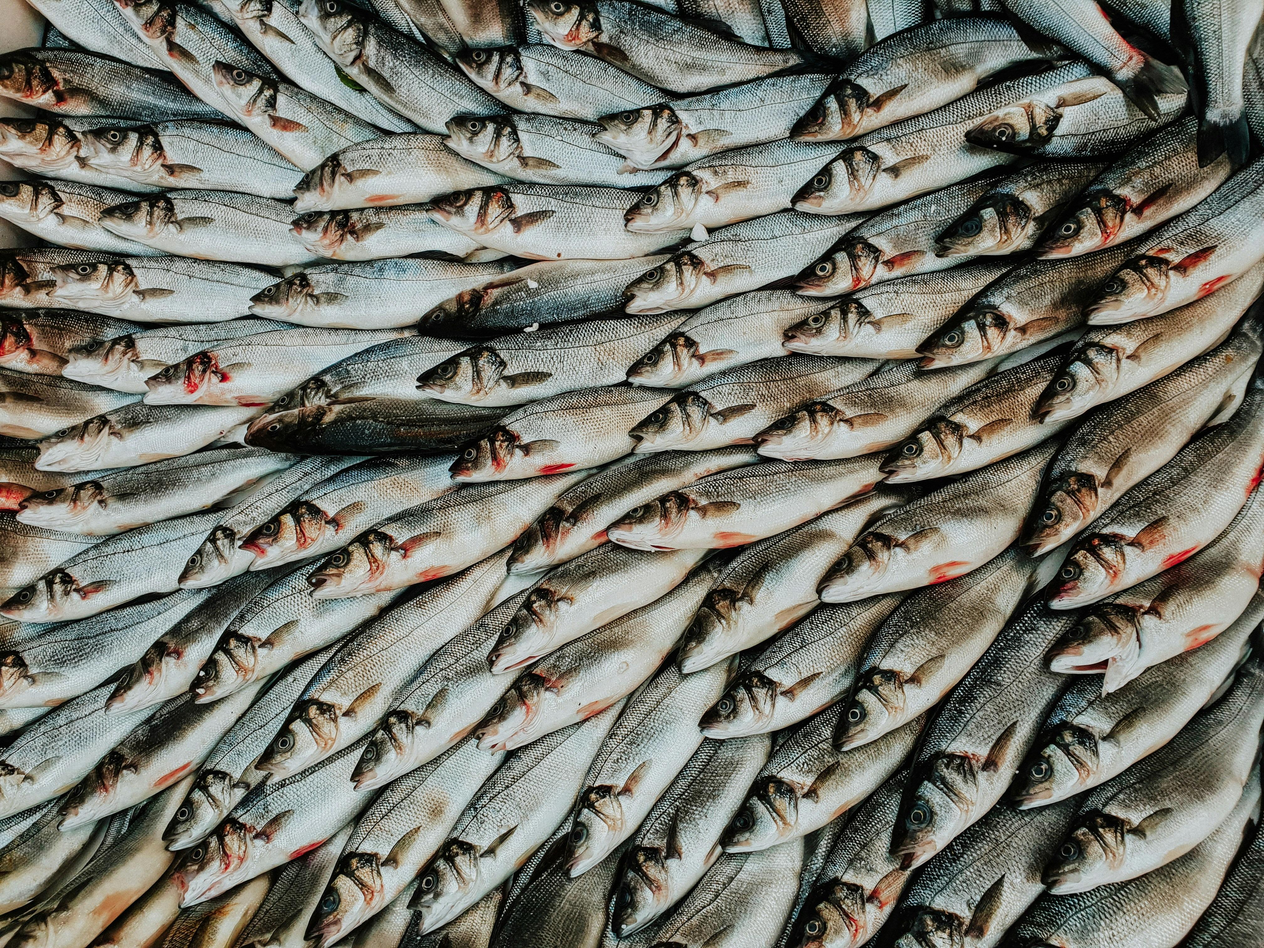 Navigating the Growth of the Organic Fish Farming Industry