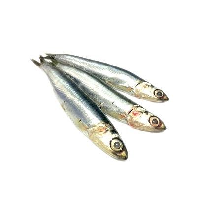 Fresh European Anchovy Prices Surged by 16.7% WoW in Rome's Market in W28