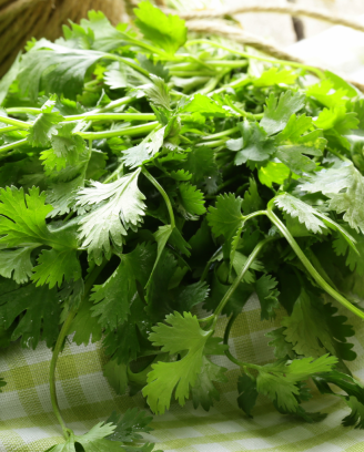 Russian Coriander Guide