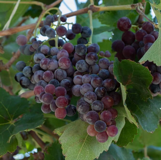 Chilean Table Grapes Poised for Export Growth in 2023/24 Season